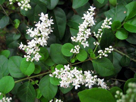 卵葉女貞|卵葉女貞 (Ligustrum ovalifolium)